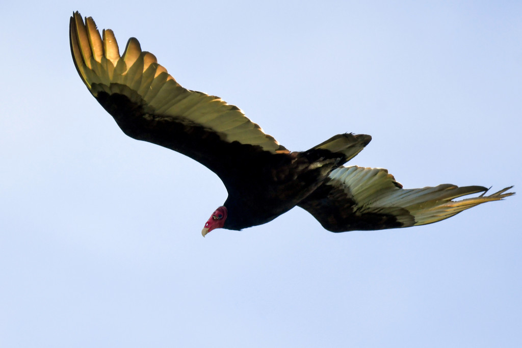 Fear Nothing and You are the Vulture by kareenking