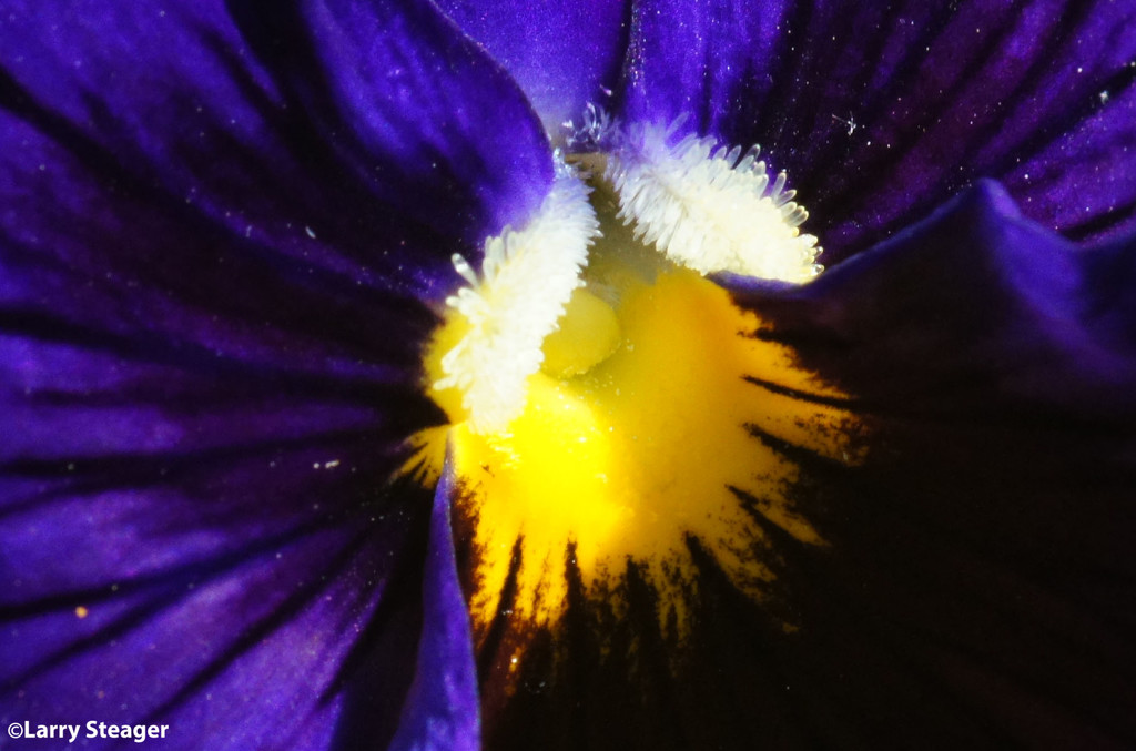 Petunia Supertunia by larrysphotos