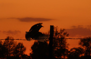 10th May 2020 - Meadowlark Flies into the Sunset