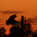 Meadowlark Flies into the Sunset by kareenking