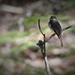 Day 133:  Eastern Phoebe by jeanniec57