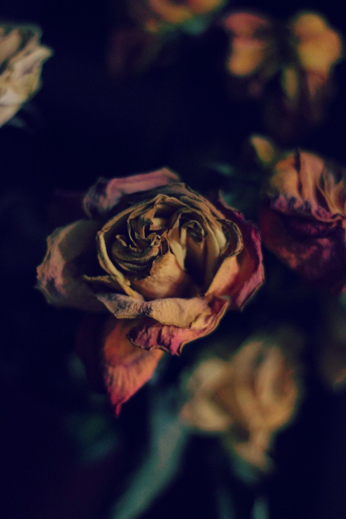 Anniversary Roses by judyc57