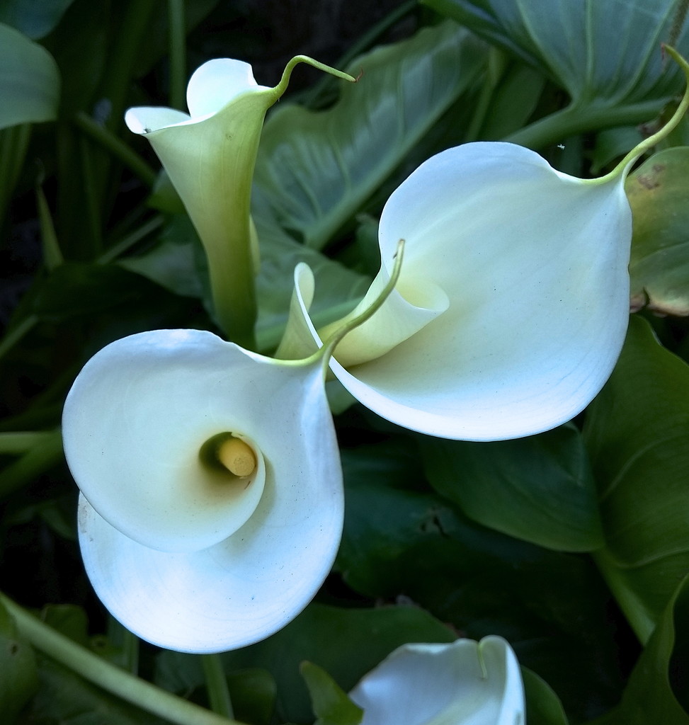 Calla Lilies by redandwhite