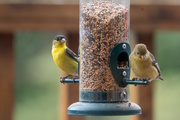 15th May 2020 - Lesser Goldfinch pair