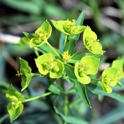 15th May 2020 - Leafy Green Spurge