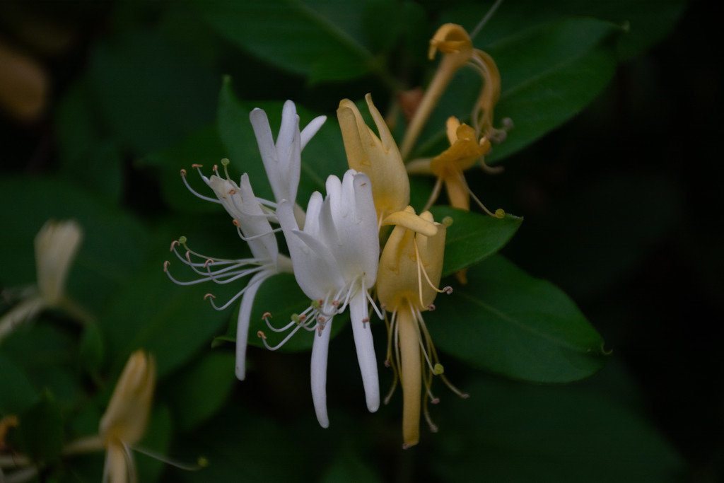 Honeysuckle... by thewatersphotos