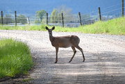 14th May 2020 - Whitetail Deer