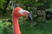 15th May 2020 - Flamingo Friday '20 12