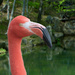 Flamingo Friday '20 12 by stray_shooter