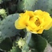 Cactus  by gratitudeyear