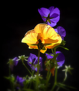 15th May 2020 - Pansies in the Morning Light