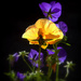 Pansies in the Morning Light by calm