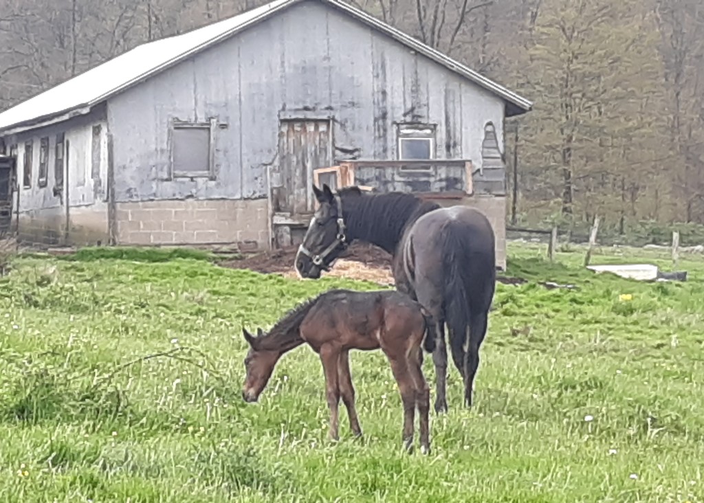 Baby Horse and Mama by julie