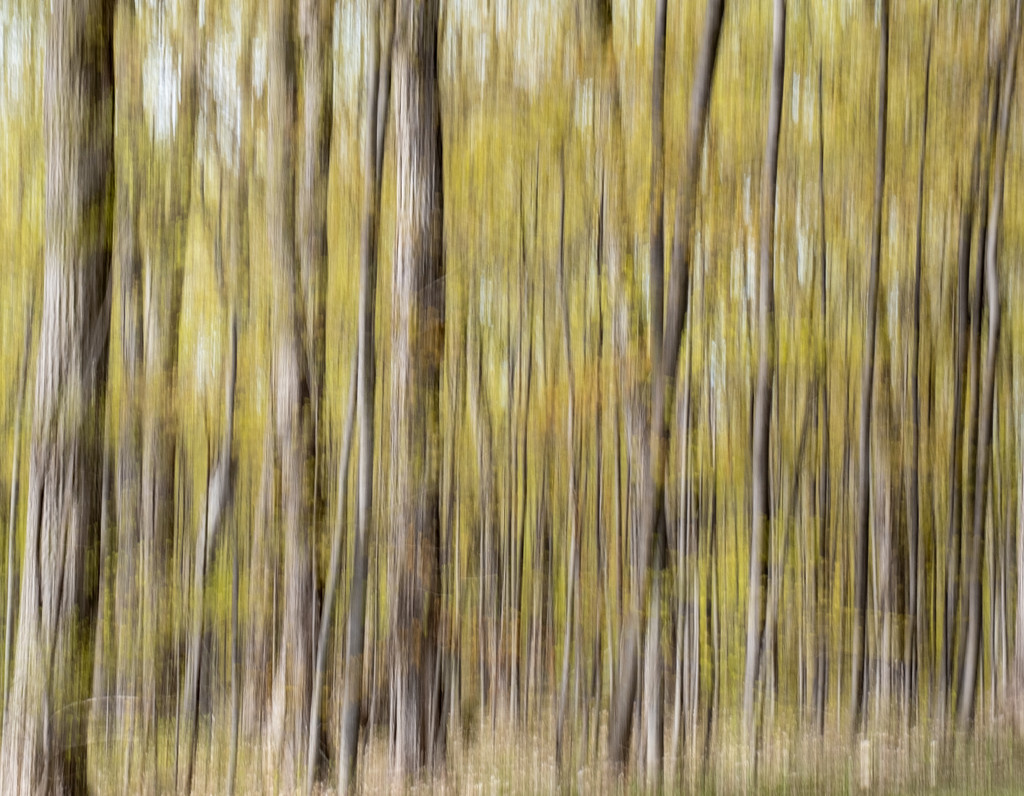 Trees - Panning in Camera by sprphotos