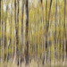 Trees - Panning in Camera by sprphotos