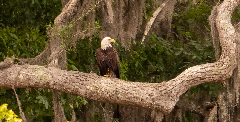 Bald Eagle Taking a Rest! by rickster549