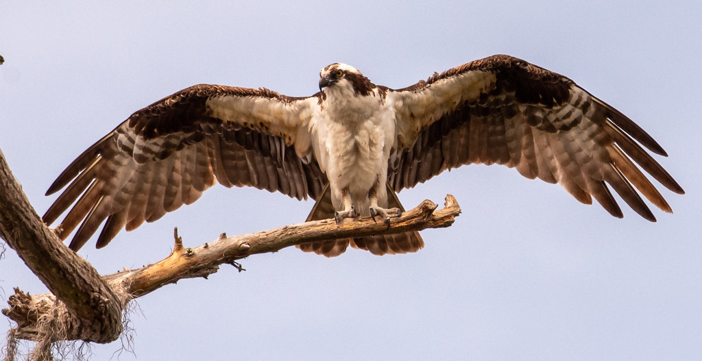 Dad Osprey, After Delivery! by rickster549