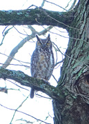 15th May 2020 - Great Horned Owl