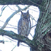 Great Horned Owl by annepann