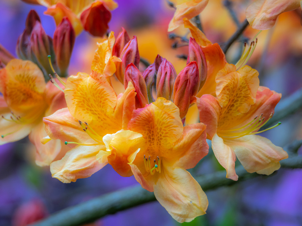 Rhododendron by haskar