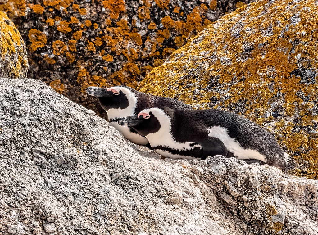 Penguins enjoying the sun by ludwigsdiana