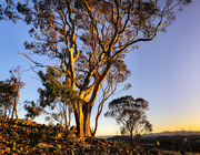 16th May 2020 - Golden tree, golden hour