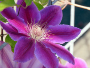 16th May 2020 - Clematis
