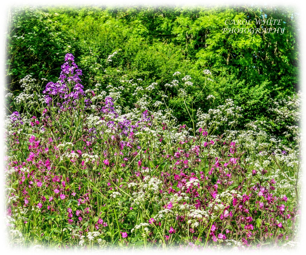 Wayside Wildflowers by carolmw