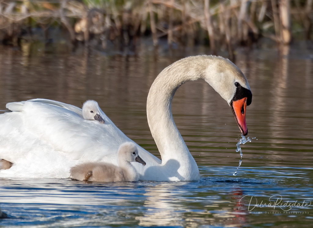 Mom and babies  by dridsdale