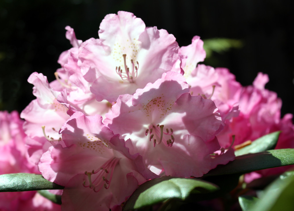 11th May Rhododendron by valpetersen