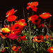 Poppies by janeandcharlie