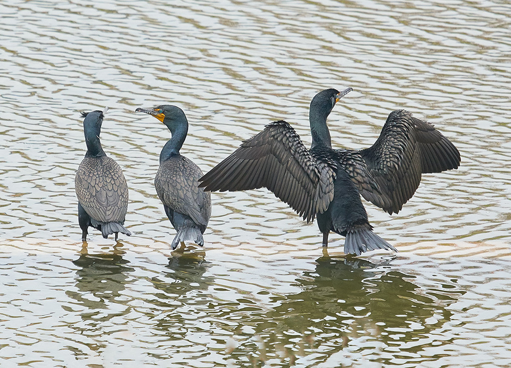 A Collection of Cormorants by gardencat