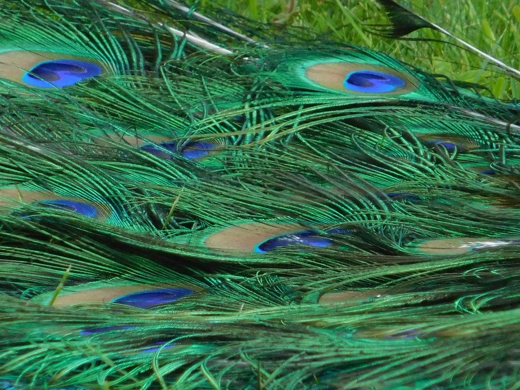 Detail of a Peacock's tail by 365anne