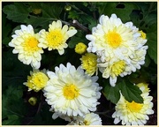 17th May 2020 - Creamy Yellow Chrysanthemums ~     