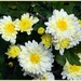 Creamy Yellow Chrysanthemums ~      by happysnaps