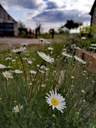 16th May 2020 - Daisies in the yard