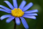 16th May 2020 - Blue Flower
