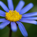 Blue Flower by leonbuys83