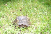 16th May 2020 - Turtle