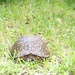 Turtle by marlboromaam