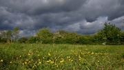 16th May 2020 - BUTTERCUPS AND CLOUDS