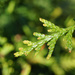 Evergreen bloom by larrysphotos