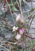 16th May 2020 - Clematis support 