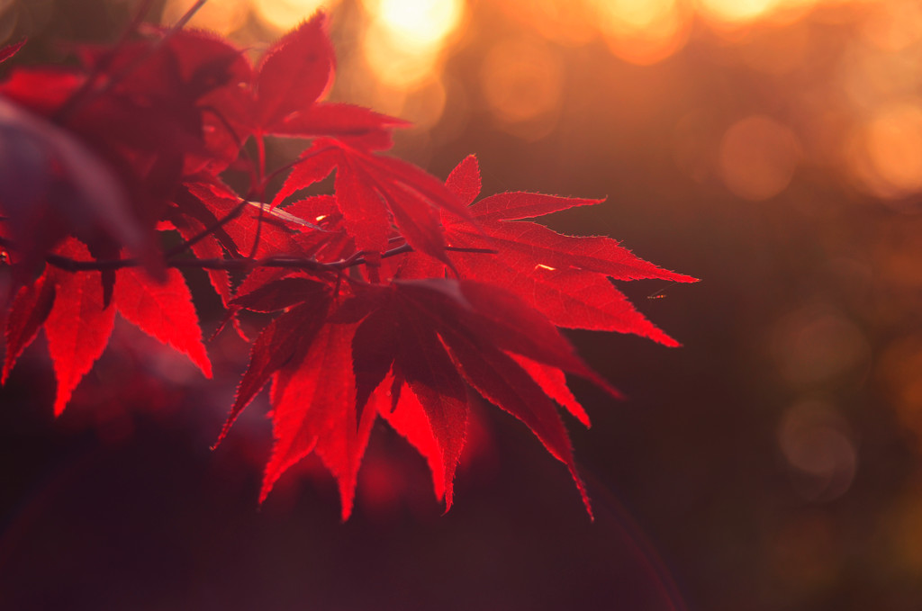 Acer Leaves by fbailey