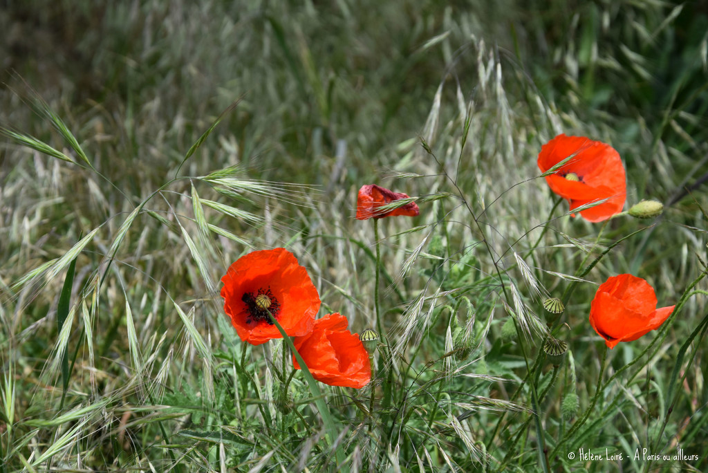 Poppies by parisouailleurs