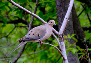 16th May 2020 - Mourning Dove