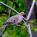 Mourning Dove by tosee