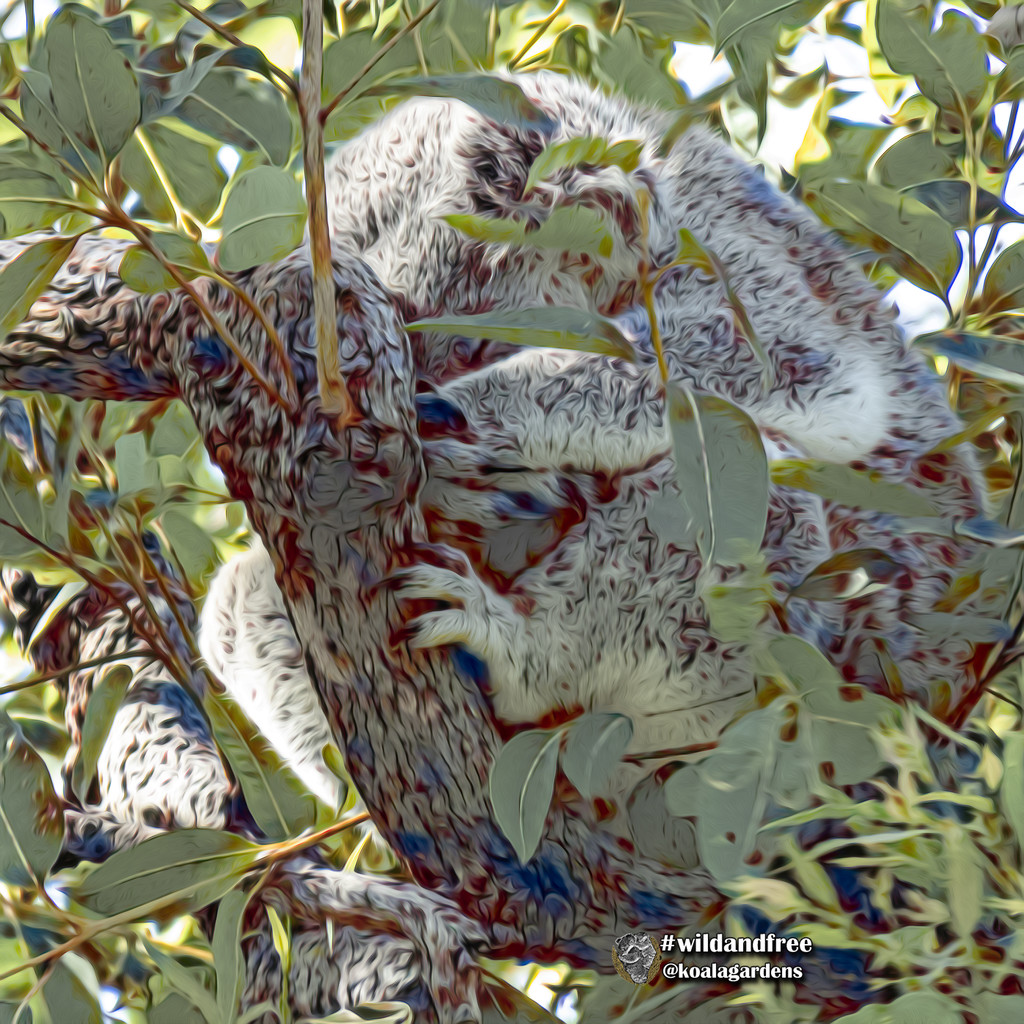 Sleeping tight by koalagardens