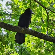 16th May 2020 - Crow high up in the trees