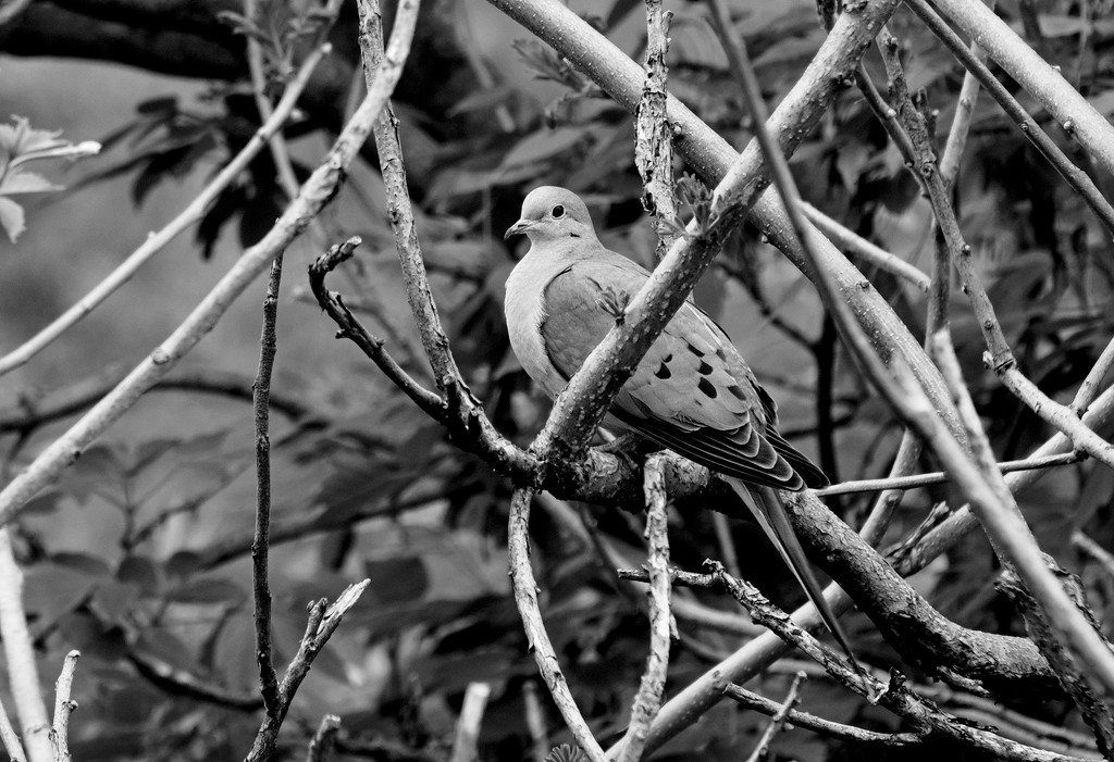 Mourning Dove B & W by tosee